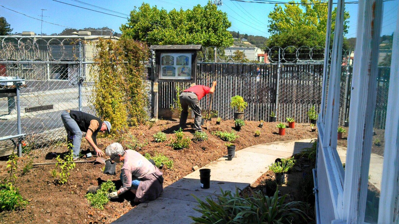 Now growing new front garden Grey Bears